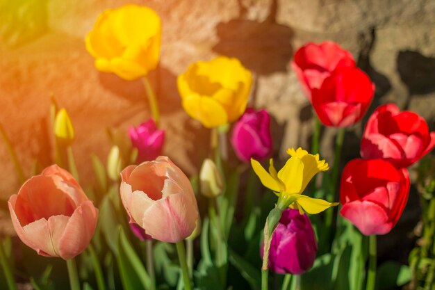 Foto close-up di tulipani rosa