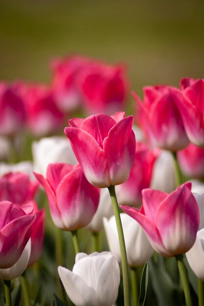 Close-up of pink tulips