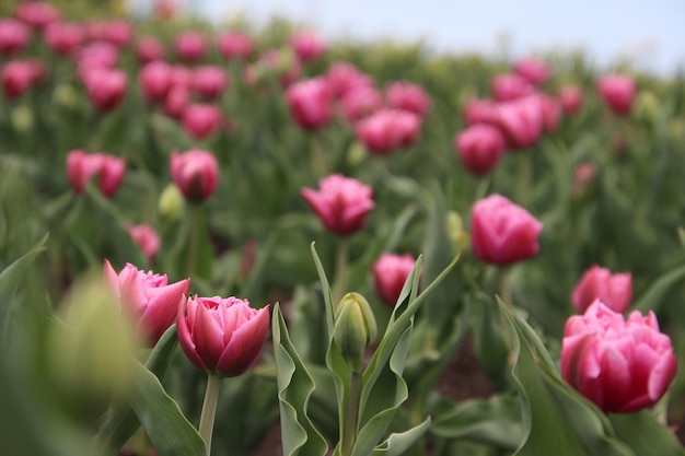 Photo close-up of pink tulips