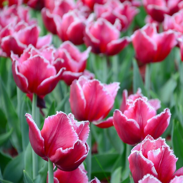 Close-up of pink tulips