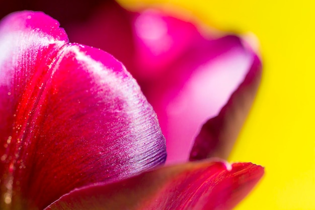 Foto close-up di tulipani rosa