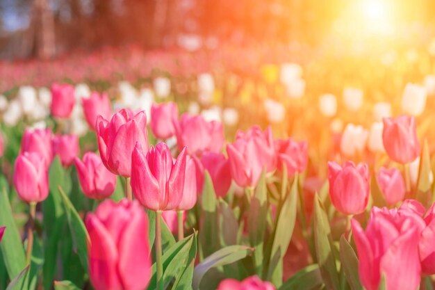 Close-up of pink tulips