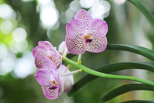 Close up of Pink Vanda orchids in the garden