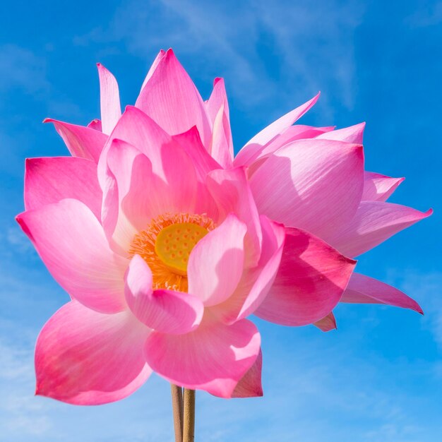 Close-up of pink water lily against sky