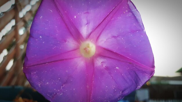 Close-up of pink water lily blooming outdoors