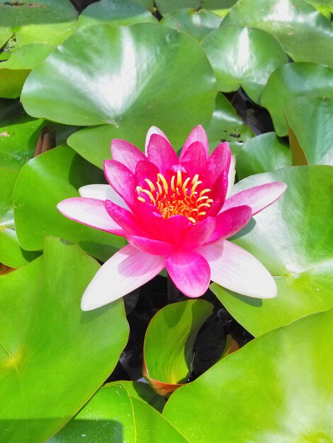 Close-up of pink water lily blooming outdoors