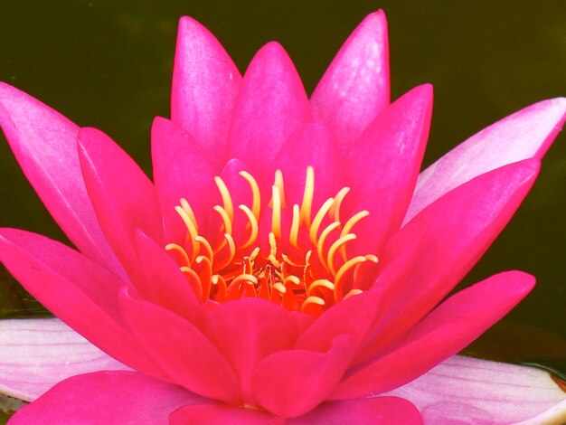 Photo close-up of pink water lily blooming on pond