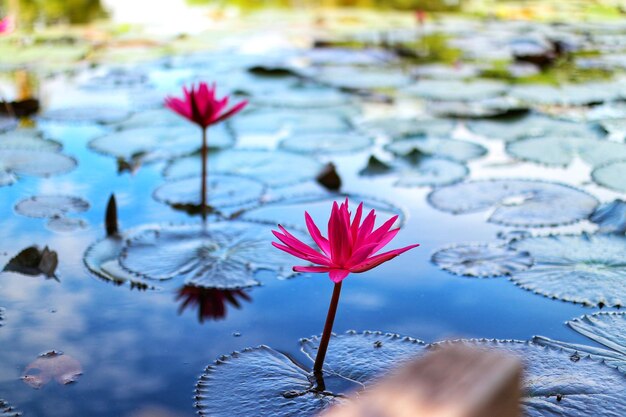 Close-up of pink water lily in lake