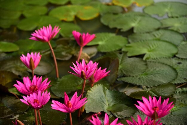 Close-up of pink water lily in lake