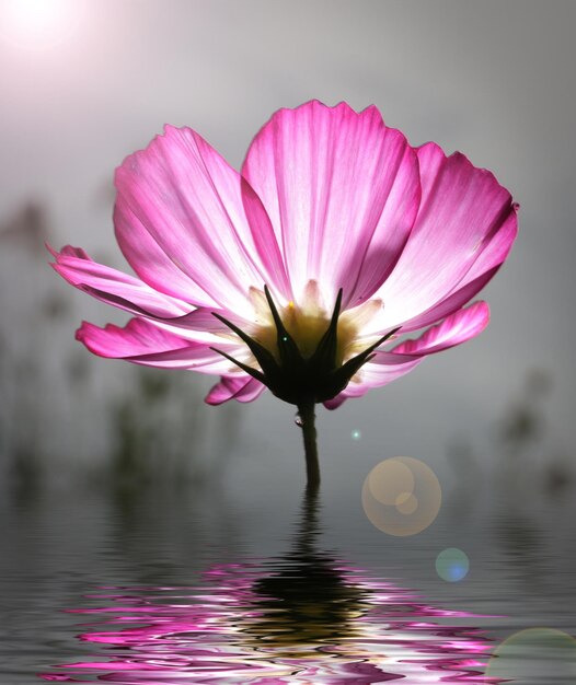 Foto close-up di un giglio d'acqua rosa nel lago