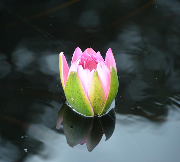 Photo close-up of pink water lily in lake