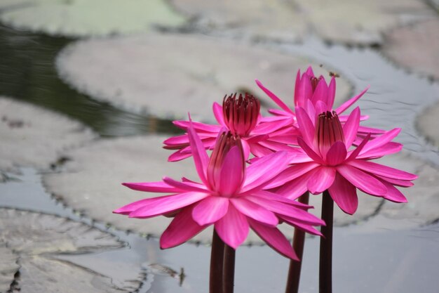 Photo close-up of pink water lily in lake