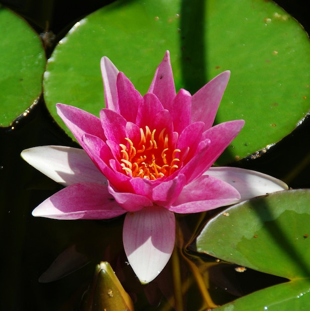 Foto close-up di un giglio d'acqua rosa nel lago