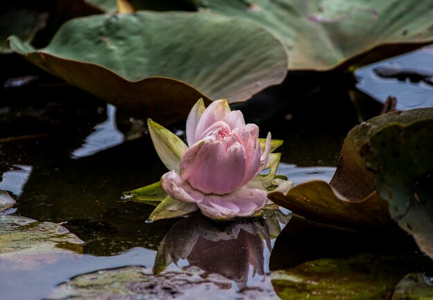 Foto close-up di un giglio d'acqua rosa nel lago