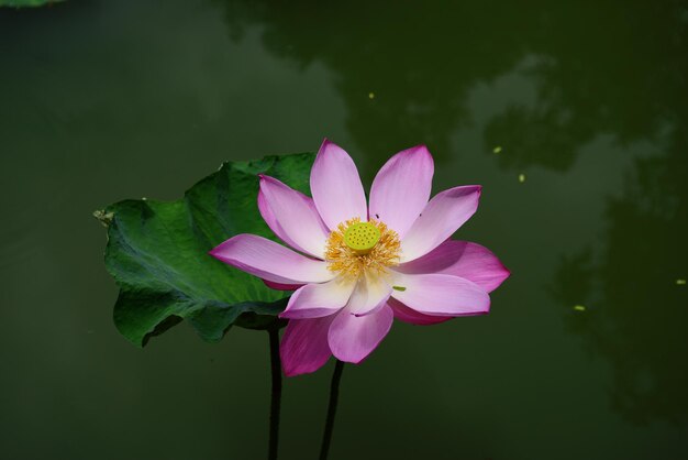 Close-up of pink water lily in lake