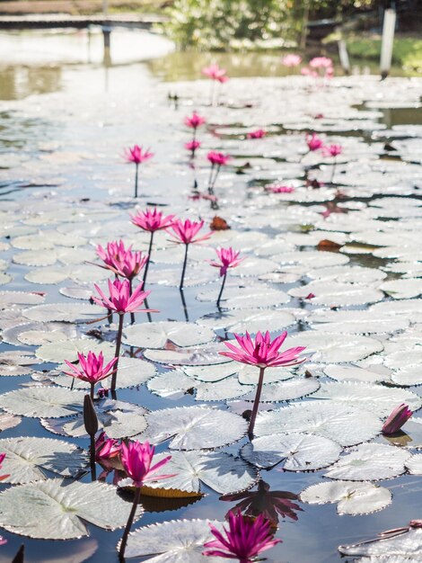 Close-up of pink water lily in lake