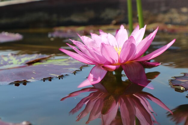 Photo close-up of pink water lily in lake