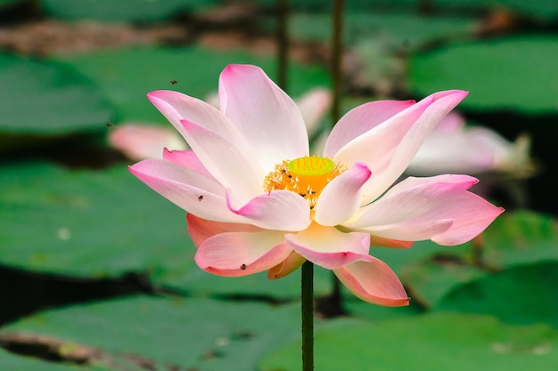 Foto close-up di un giglio d'acqua rosa nello stagno