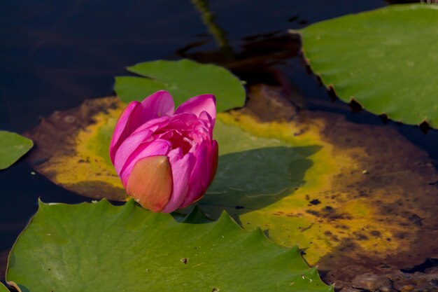 Close-up of pink water lily in pond