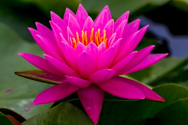 Close-up of pink water lily in pond