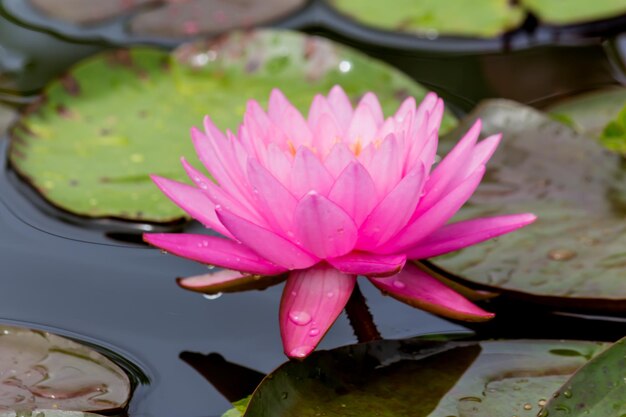 Close-up of pink water lily in pond