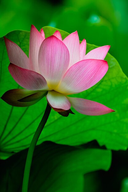 Photo close-up of pink water lily