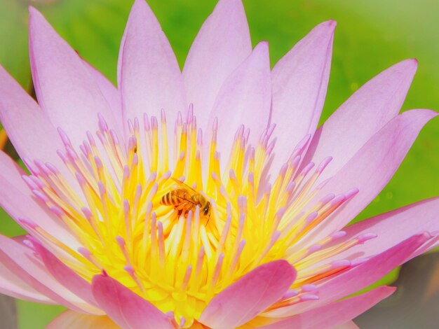 Close-up of pink water lily