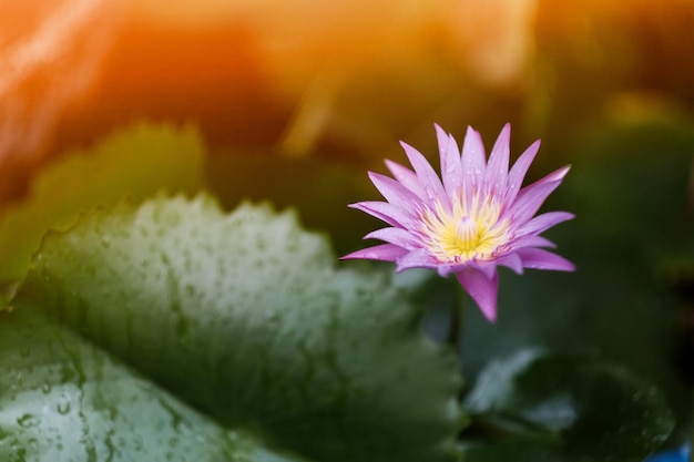 Close-up of pink water lily