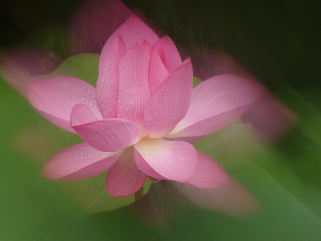 Photo close-up of pink water lily