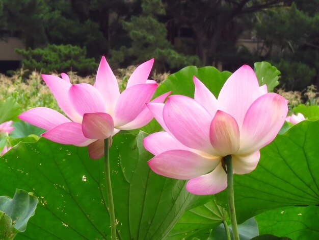 Photo close-up of pink water lily