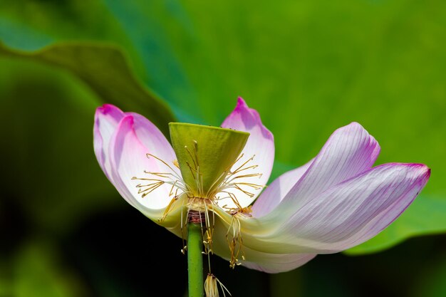 Photo close-up of pink water lily