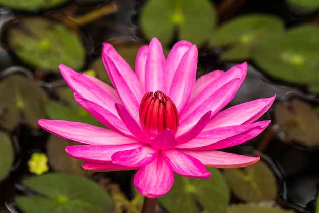 Foto close-up di un giglio d'acqua rosa