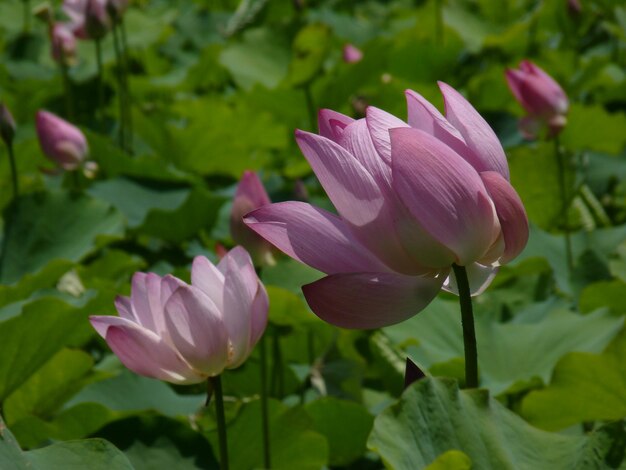 Close-up of pink water lily