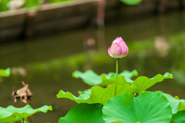 Close-up of pink water lily