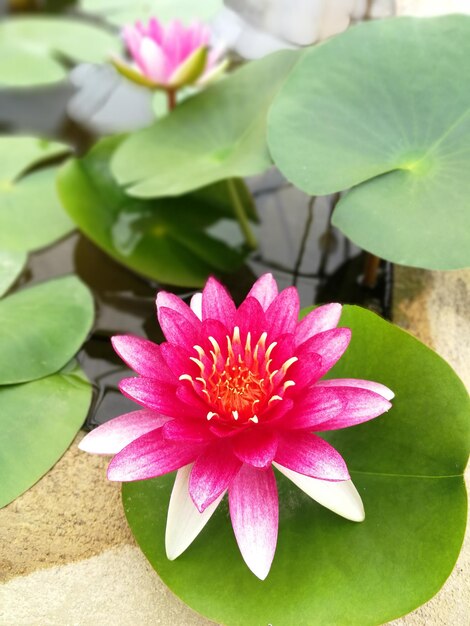 Photo close-up of pink water lily