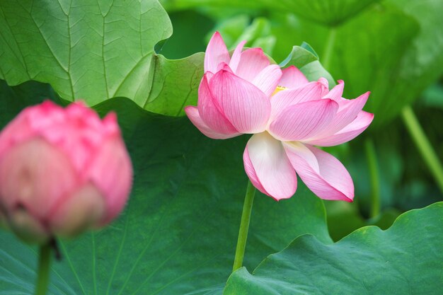 Photo close-up of pink water lily