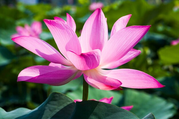 Photo close-up of pink water lily