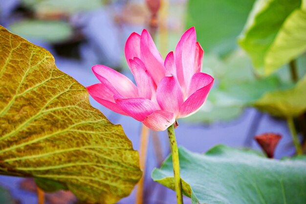 Close-up of pink water lily