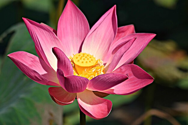 Close-up of pink water lily