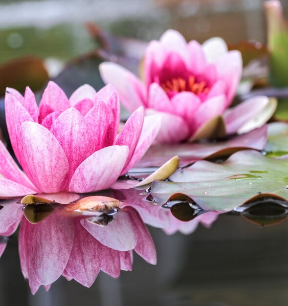 Photo close-up of pink water lily