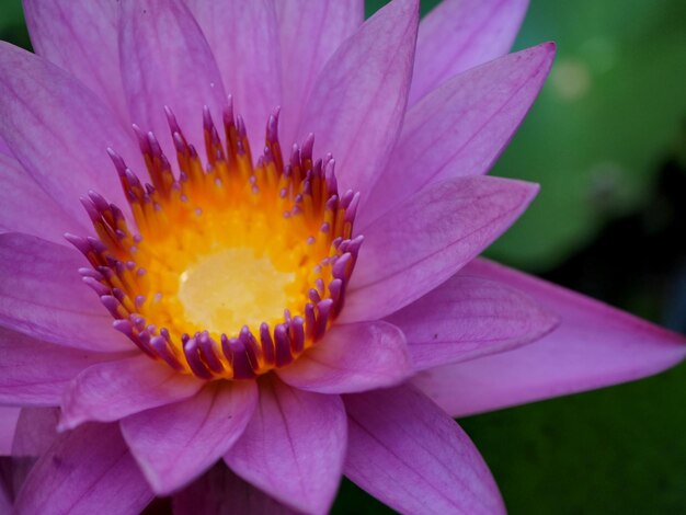 Close-up of pink water lily