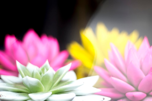 Photo close-up of pink water lily