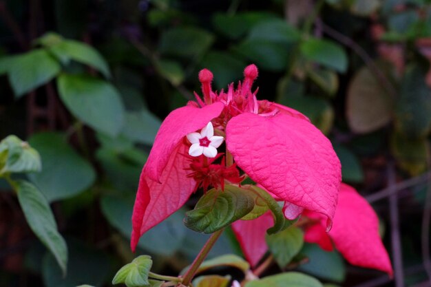 Close-up of pink and white flower blooming in park