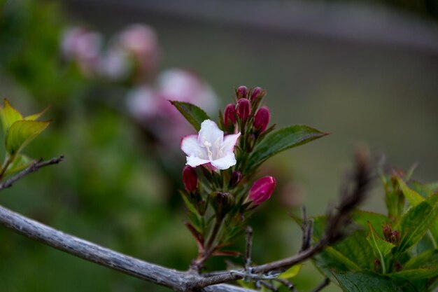 close-up of pink and white flower by buds on twig