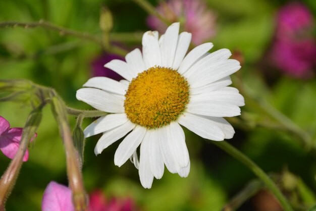 Close-up of pink and white flower