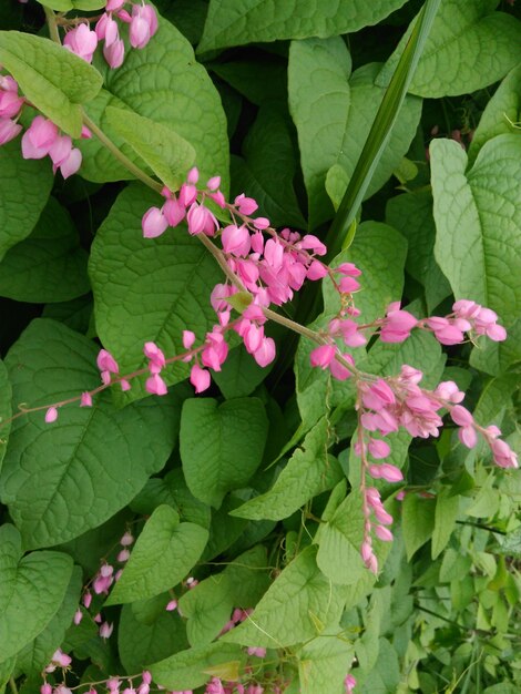 Photo close-up of pink and white flowers blooming in park