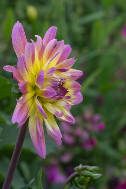 Close up of a pink and yellow dahlia in bloom