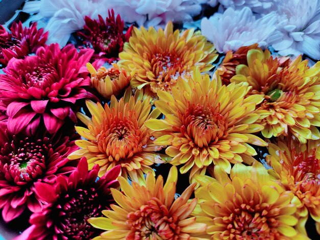 Photo close-up of pink and yellow flowers