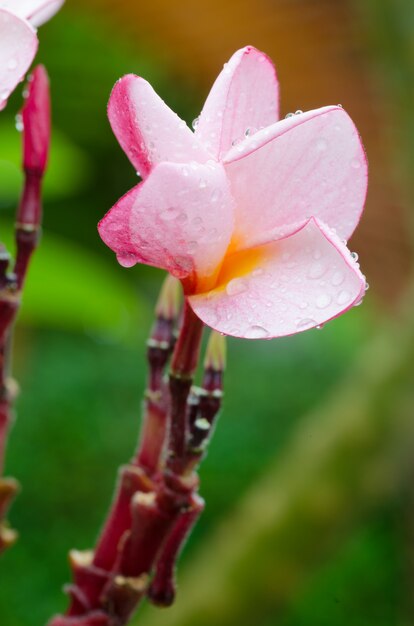 Primo piano plumeria rosa-giallo o fiori di frangipani con goccia d'acqua nel parco.