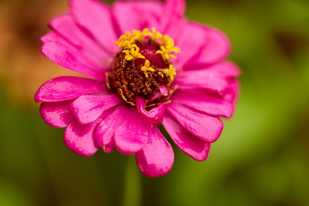 Chiuda sulla violacea di zinnia rosa